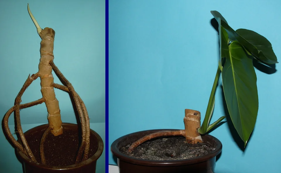 Original two-panel photograph: a pale first shoot emerges from the left stem; a later green sixth shoot grows from the right stem section